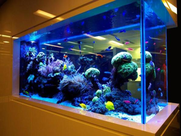 خرید عمده پوکه معدنی در اکواریوم