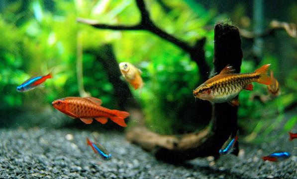 باکتری های مفید روی پوکه معدنی در آکواریوم