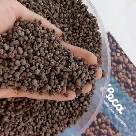 دلیل اصلی محبوبیت پوکه اسکوریا