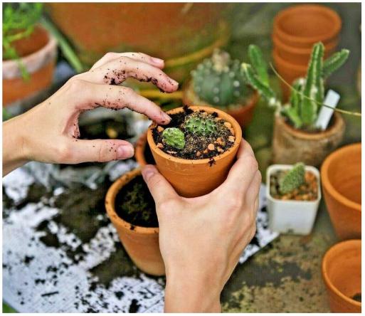 ویژگی انواع پوکه کاکتوس صادراتی