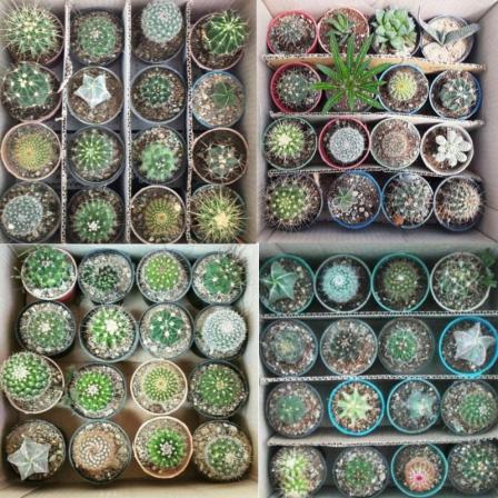 مرجع پخش پوکه کاکتوس ارزان قیمت