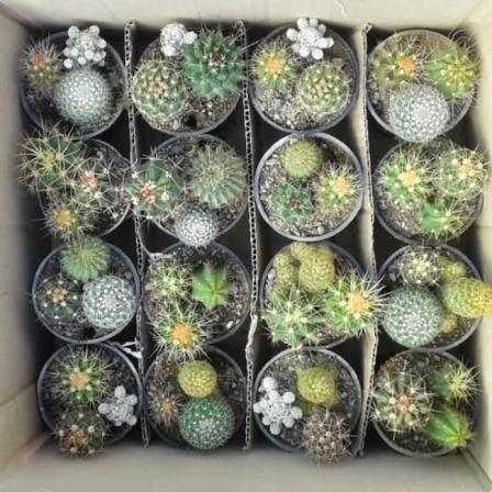 مشخصات اصلی پوکه معدنی مناسب کاکتوس