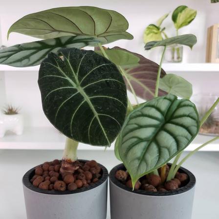 توزیع مستقیم پوکه معدنی گیاهان