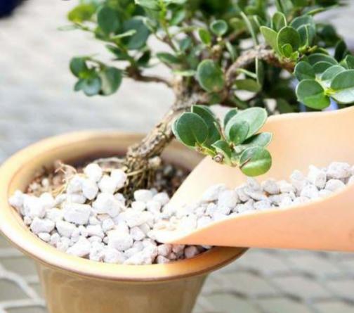 پوکه معدنی در کشت گیاهان آپارتمانی